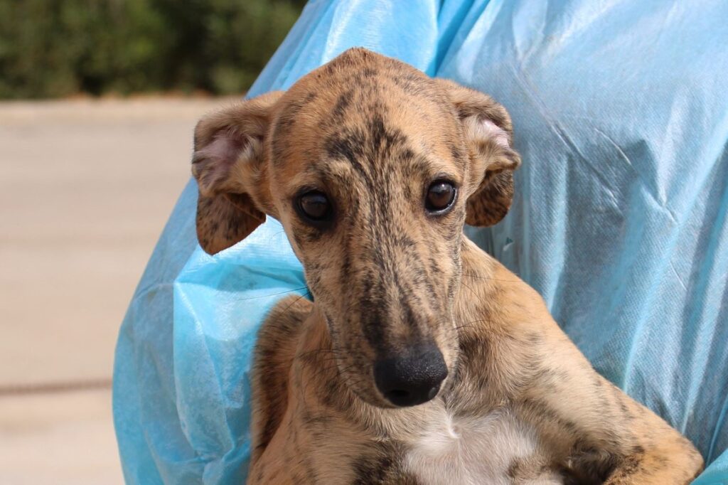Sati (F) Chiot / FBM Adoptée