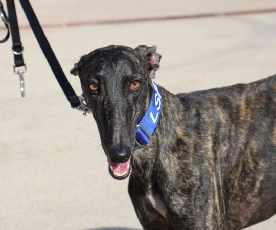 Sora (F) / Déjà en France en accueil dans le 44