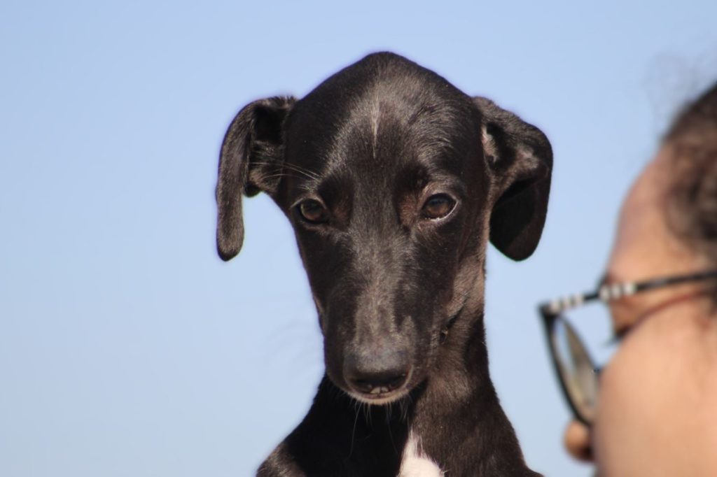 Tess (F) / Chiot / FBM Adoptée