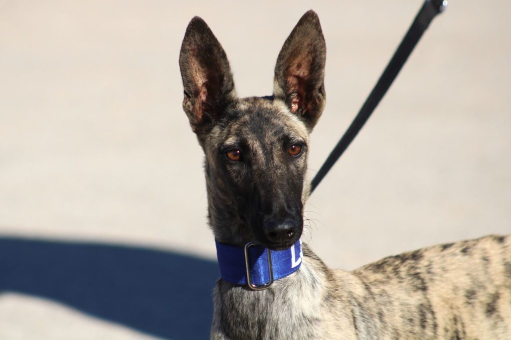 Tiana (F) / FBM Adoptée