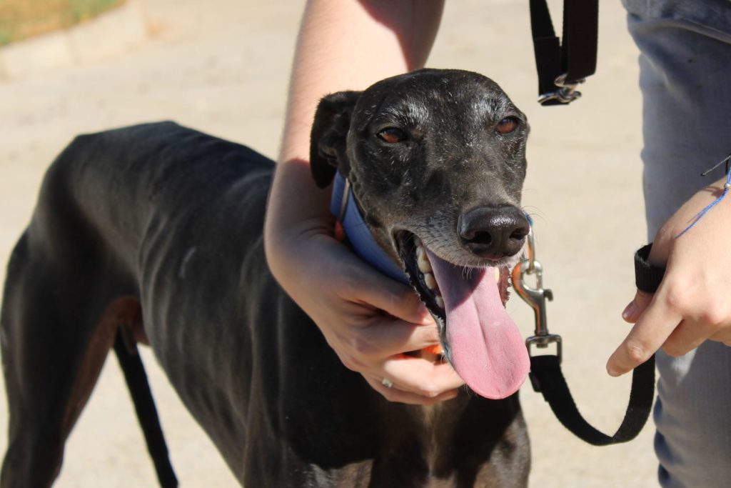 Dumas (M) / FBM Adopté