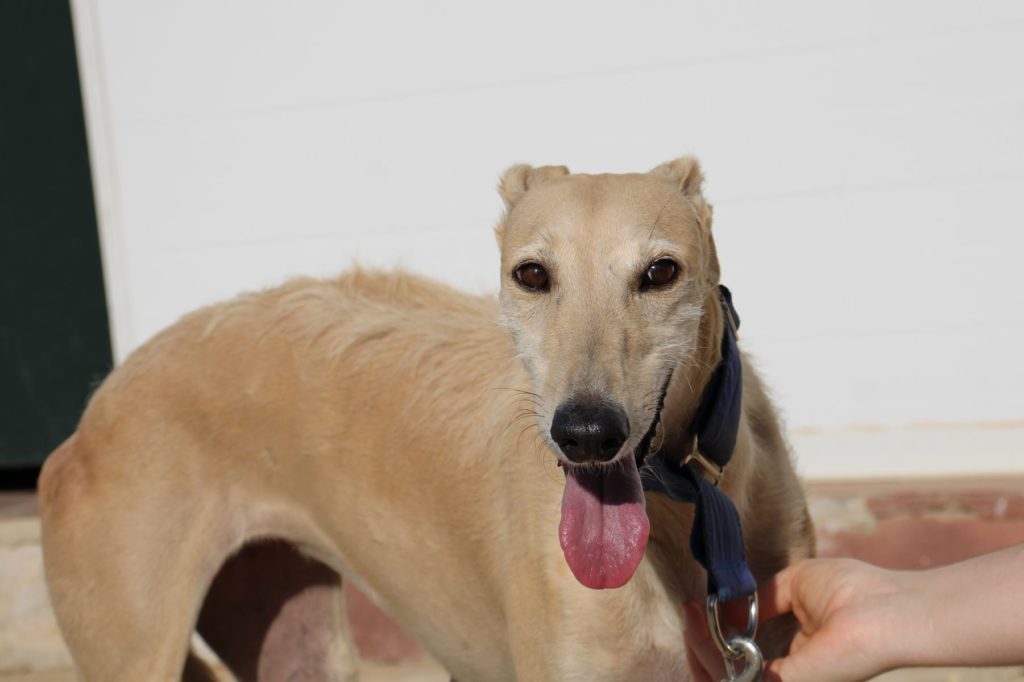 Igea (F) / FBM/ Au refuge depuis octobre 2023/ Adoptée
