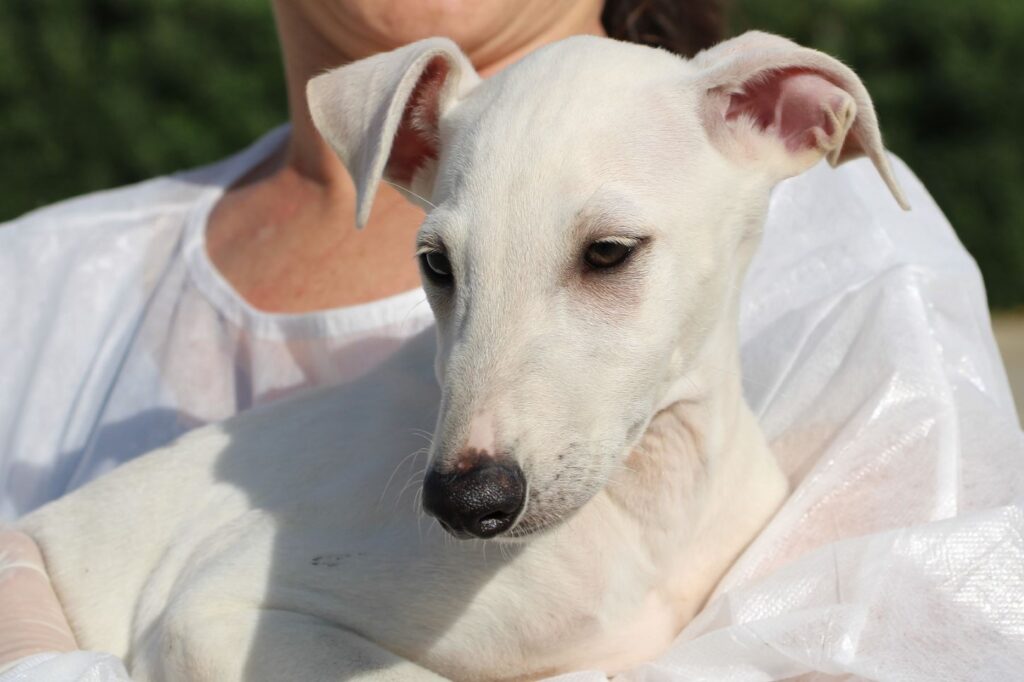 Fiona (F) Chiot / FBM Adoptée