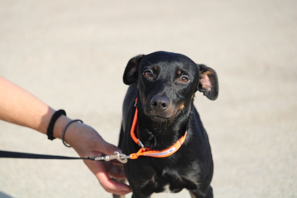 Hero (M) Pinscher X Pod / Hôpital de la FBM Adopté