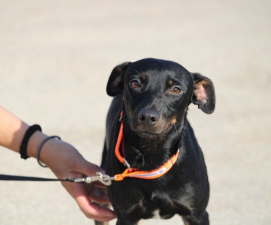 Hero (M) Pinscher X Pod / Hôpital de la FBM Adopté