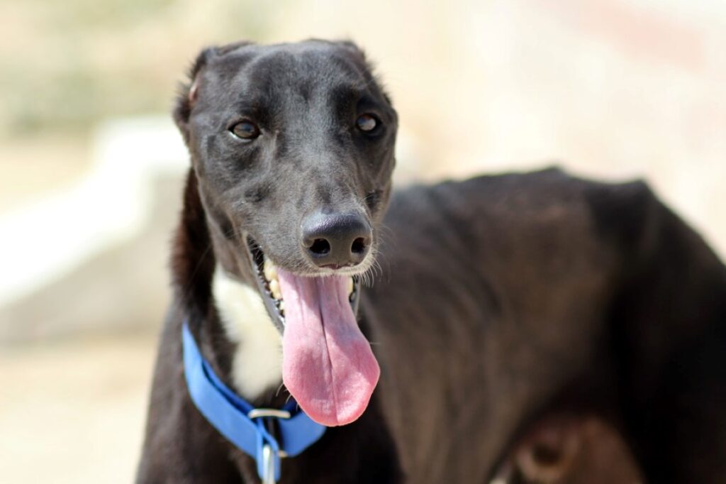Roméo (M) / Ecija Adopté