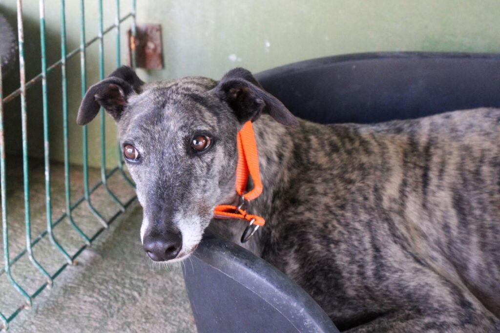 Royal (M) / Adopté