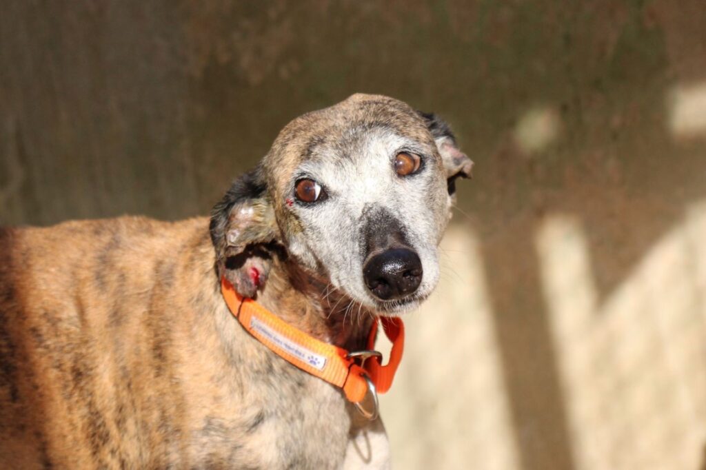 Santillana (F) / Senior / FBM Adoptée