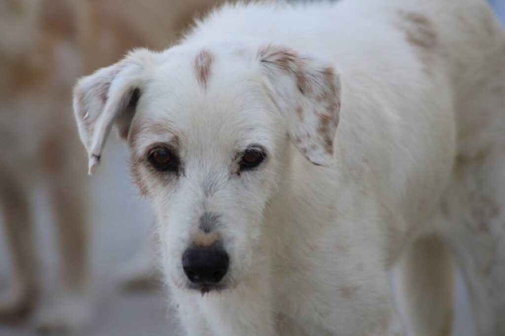 Sara (F) / Senior / Adoptée