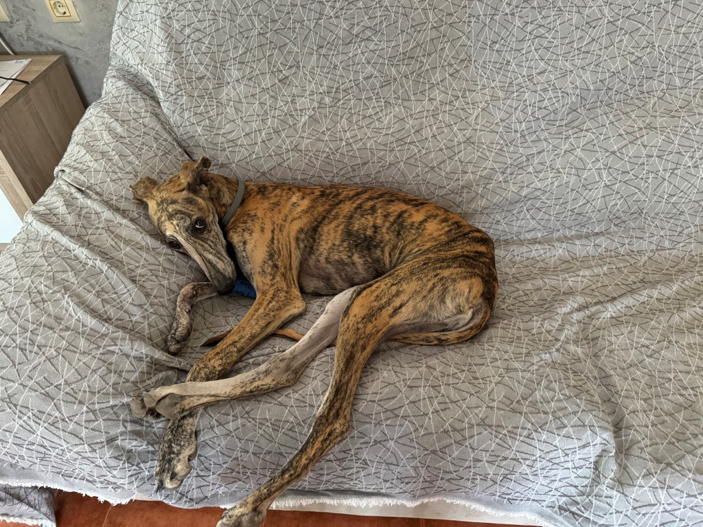 Simba (M) Chiot / Tobarra / Adopté