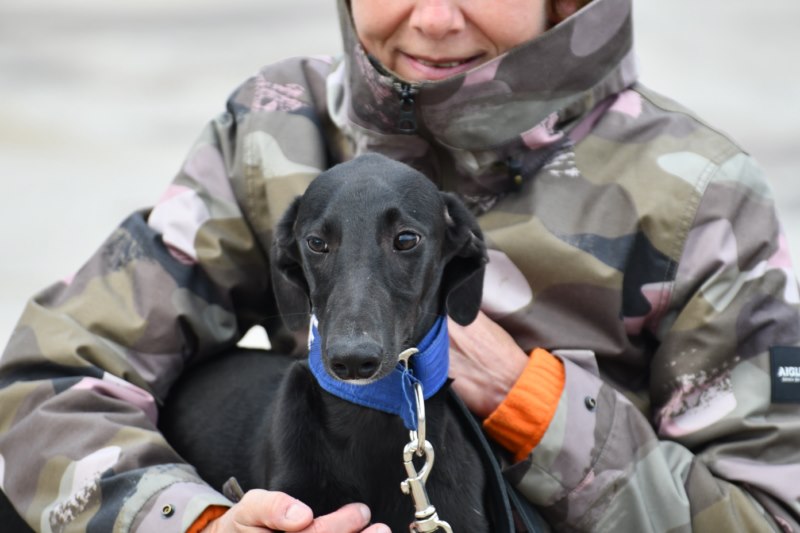 Antonio (M) Chiot / FBM Adopté