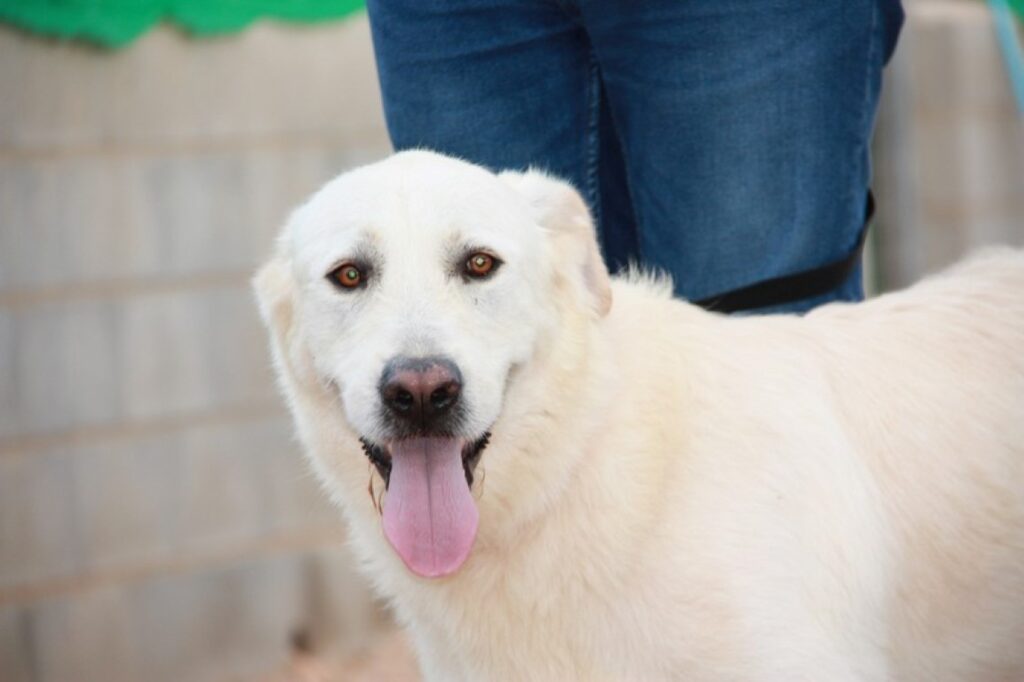 Blanca (F) Mastine X Golden / Tobarra / Un an de refuge