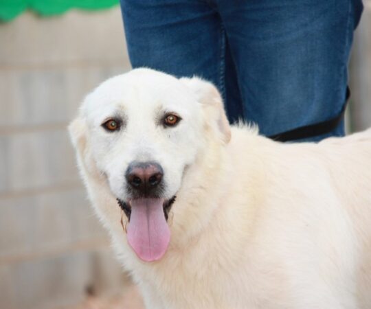 Blanca (F) Mastine X Golden / Tobarra / Un an de refuge