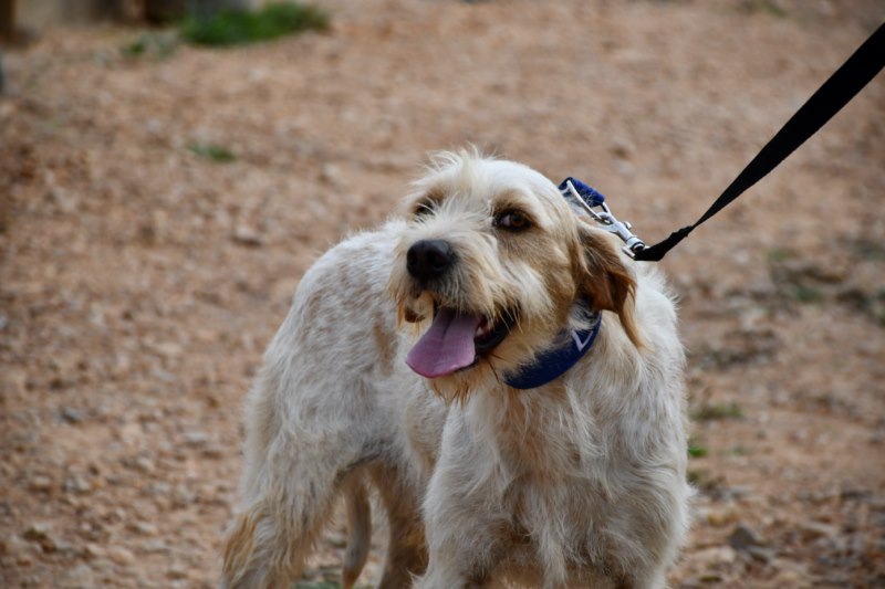 Bruno (M) /Chien de Berger / Tobarra Adopté