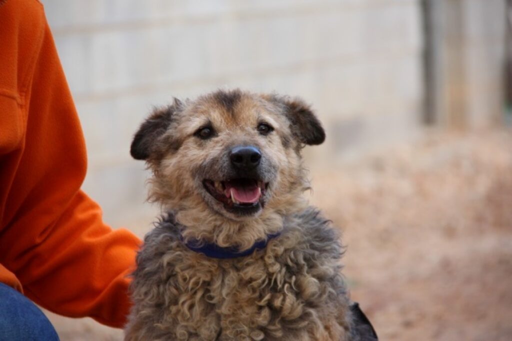 Croqueta (F) / Tobarra / 7 ans de refuge Adoptée