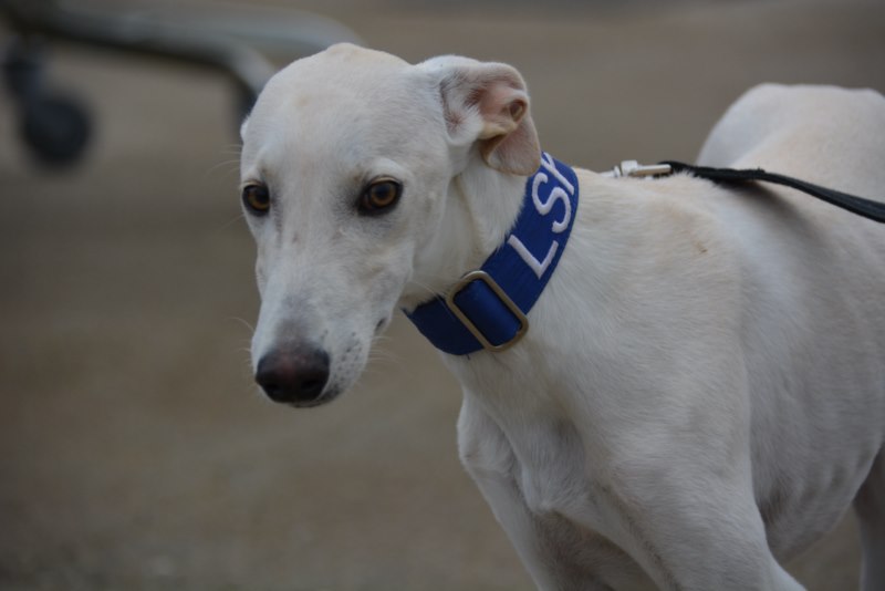 Frocky (M) Chiot / FBM Adopté
