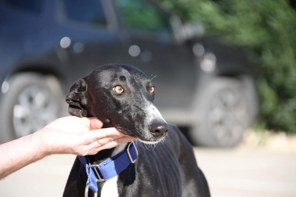 Gabana (F) / FBM Adoptée