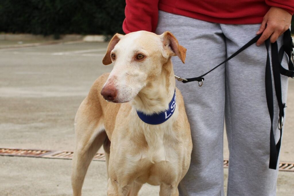 Goofy (M) / Galgo X / Adopté