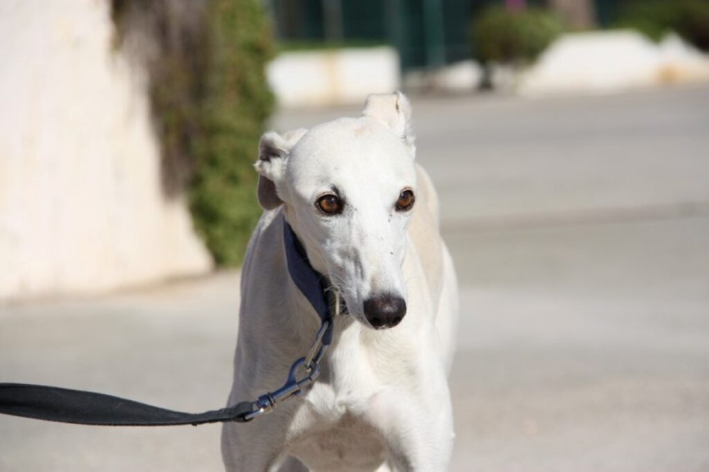 Gustin (M) / FBM Adopté