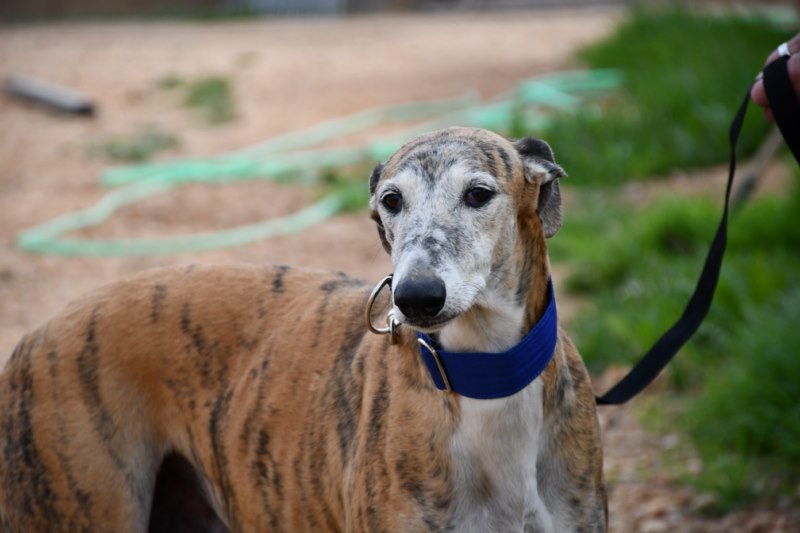 Juanito (M) / Tobarra Adopté