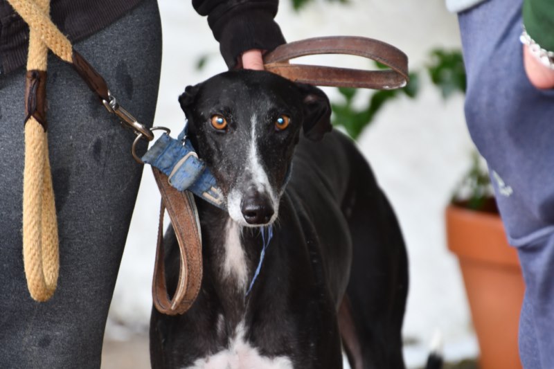 Lenon (M) / Ecija / Bientôt un an de refuge Adopté