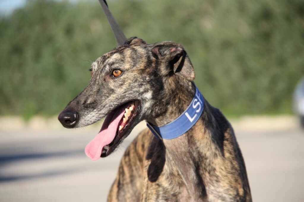 Leon (M) / Bientôt 2 ans de refuge / FBM Adopté
