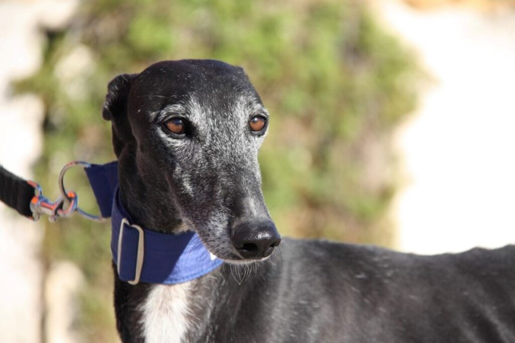 Lolo (M) / FBM adopté