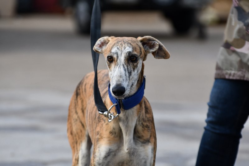 Luigi (M) / Chiot / FBM Adopté