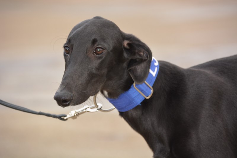Mariano (M) Chiot / FBM Adopté