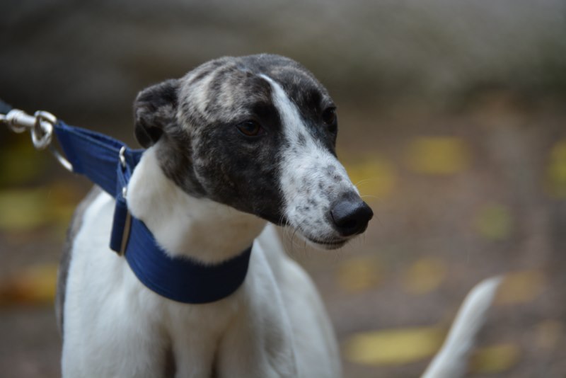 Marlo (M) / Ecija Adopté