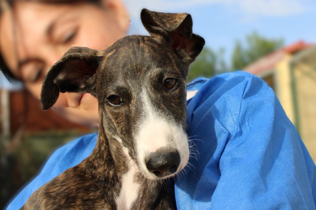 Milo (M) / Chiot /  FBM Adopté