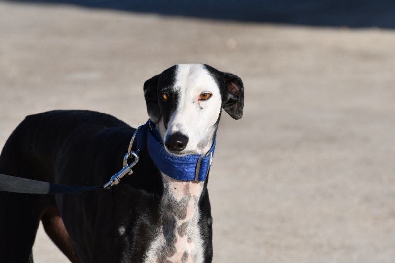 Nahema (F) / FBM Adoptée