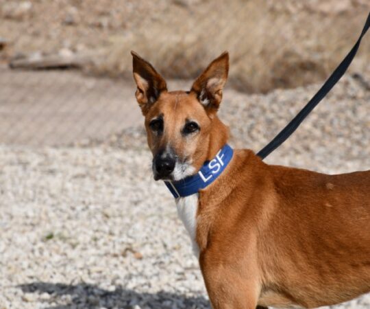 Noble (M) / Abyda / Bientôt 2 ans de refuge