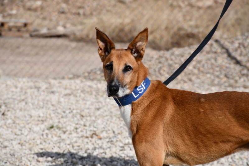 Noble (M) / Abyda / Bientôt 2 ans de refuge