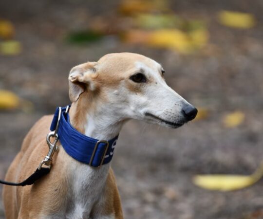 Pambi ( F) / Déjà en France en accueil dans le 59