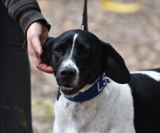 Poncho (M) / Ecija