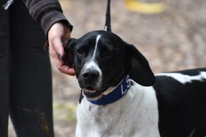 Poncho (M) / Ecija