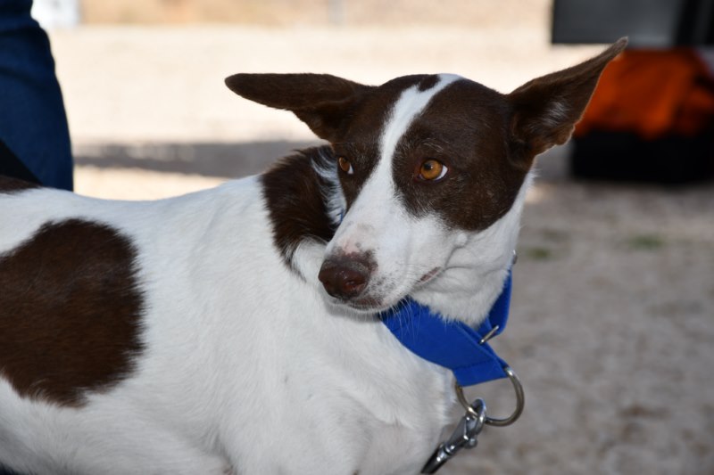 Paulina (F) / Abyda / Bientôt un an de refuge/ Adoptée
