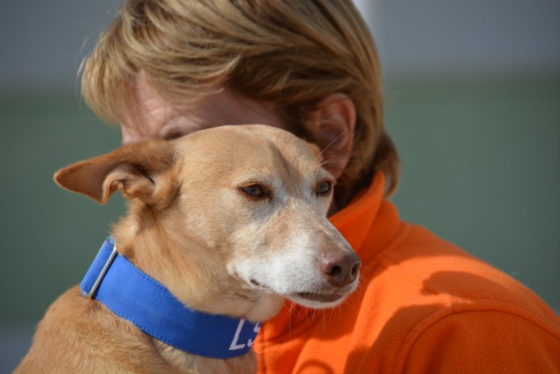 Pluto (M) Pod / Abyda / Plus d’un an de refuge Adopté