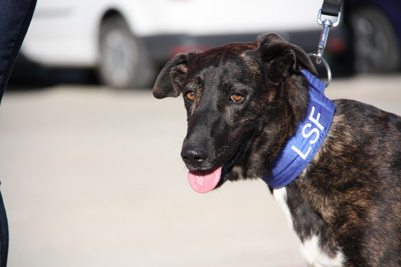 Sofi (F) / FBM/ X Galgo / Plus d’un an de refuge Adoptée