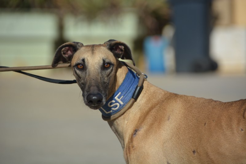 Tairo ( M)  Un an de refuge/ Adopté