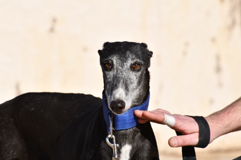Tessa (F) Senior / FBM Adoptée