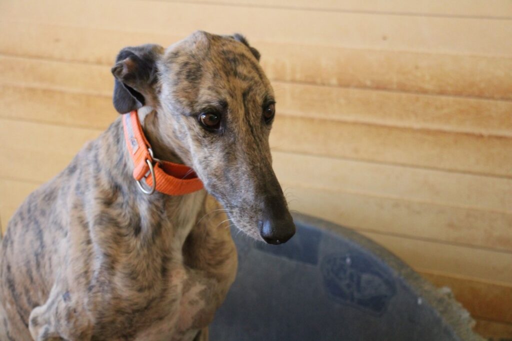 Tunante (M) / FBM/ Plus d’un an de refuge Adopté