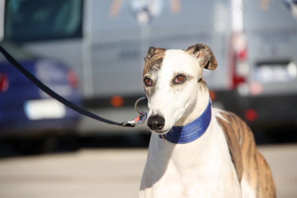 Zayn (M) / FBM Adopté