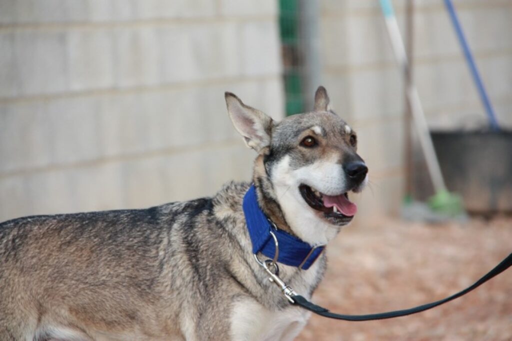 Alexa (F)/ Senior/ Tobarra/ 4 ans de refuge