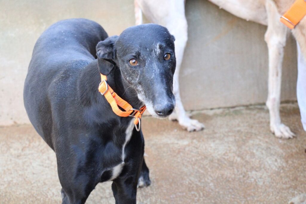 Aroa (F) / FBM Adoptée
