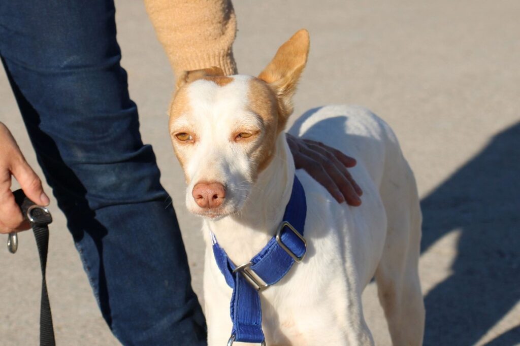 Britney(F) Pod / FBM (Adoptée)