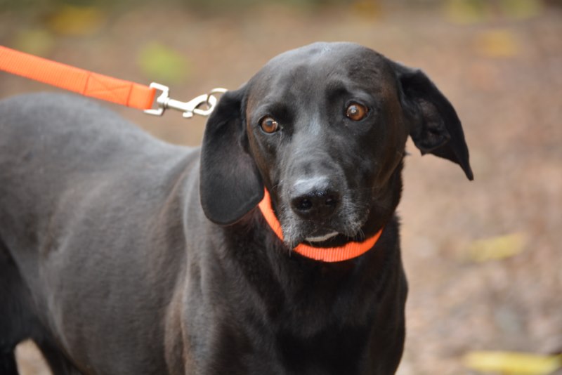Marius (M) / Ecija / 8 ans de refuge Adopté