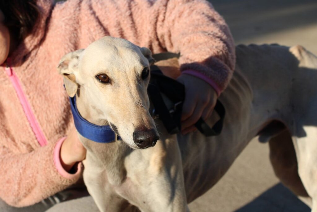 Camaron (M) / FBM Adopté
