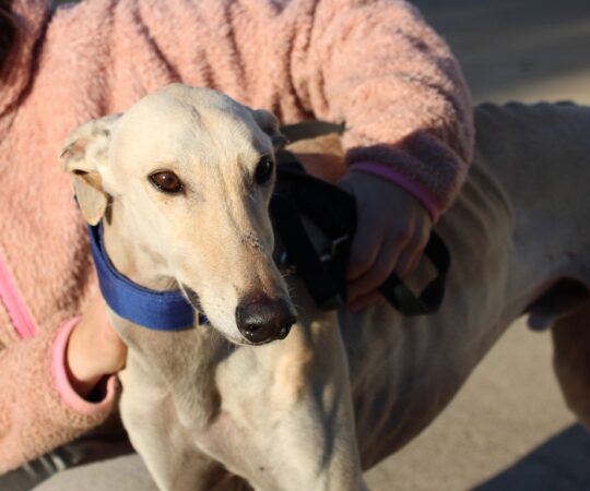 Camaron (M) / FBM Adopté